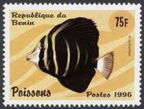 Surgeonfish (Acanthuridus sp.)