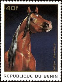 Horse (Equus ferus caballus)