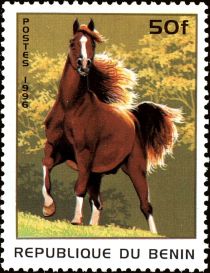 Horse (Equus ferus caballus)