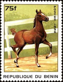 Horse (Equus ferus caballus)