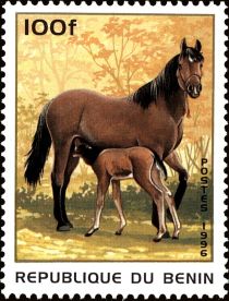 Horse (Equus ferus caballus)