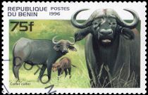 African Buffalo (Syncerus caffer)