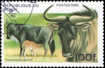 Blue Wildebeest (Connochaetes taurinus)