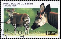 Okapi (Okapia johnstoni)