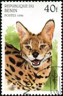 Serval (Leptailurus serval)