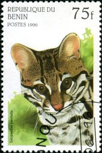 Ocelot (Leopardus pardalis)