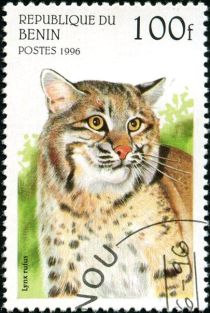 Bobcat (Lynx rufus)