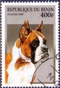 German Boxer (Canis lupus familiaris)