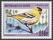 Eurasian Siskin (Carduelis spinus)