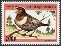 Ring Ouzel (Turdus torquatus)