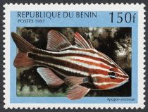 Western Striped Cardinalfish (Apogon victoriae)