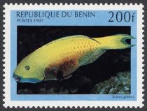 Heavyback Parrotfish (Scarus gibbus)