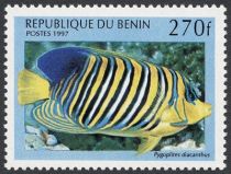 Regal Angelfish (Pygoplites diacanthus)