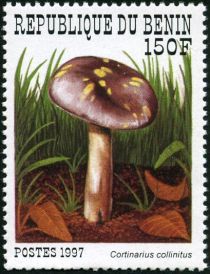 Cortinarius collinitus