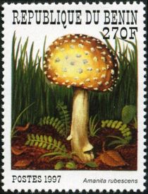 Amanita rubescens