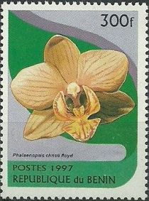 Phalaenopsis Christi floyd