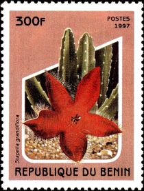 Stapelia grandiflora