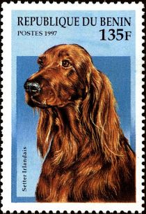 Irish Setter (Canis lupus familiaris)