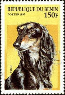 Saluki (Canis lupus familiaris)