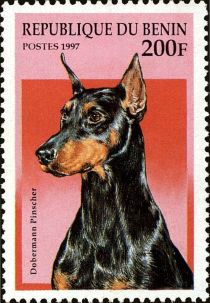 Doberman Pinscher (Canis lupus familiaris)