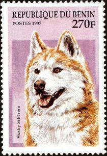 Siberian Husky (Canis lupus familiaris)