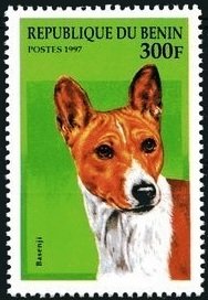 Basenji (Canis lupus familiaris)