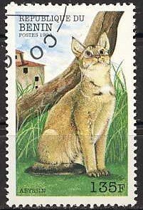 Abyssinian (Felis silvestris catus)