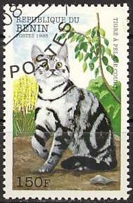 Striped Shorthair (Felis silvestris catus)