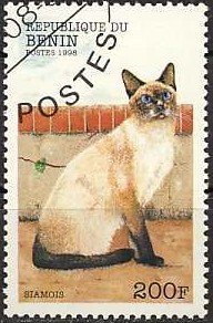 Siamese Cat (Felis silvestris catus)