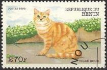 Red Striped Cat (Felis silvestris catus)