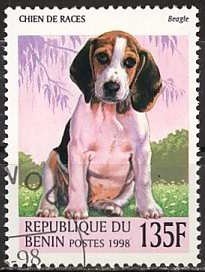 Beagle (Canis lupus familiaris)