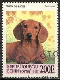 Dachshund (Canis lupus familiaris)