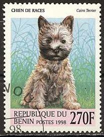 Cairn-Terrier (Canis lupus familiaris)