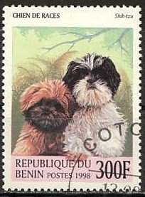 Shih Tzu (Canis lupus familiaris)