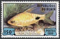 Black-spot Barb (Puntius filamentosus)