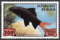 Red-tailed Black Shark (Epalzearhynchos bicolor)