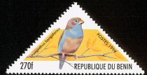 Red-cheeked Cordonbleu (Uraeginthus bengalensis)