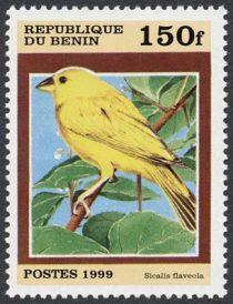 Saffron Finch (Sicalis flaveola)