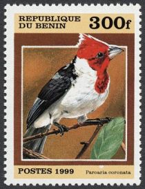 Red-crested Cardinal (Paroaria coronata)