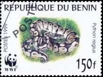 Ball Python (Python regius)