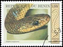 Aesculapian Snake (Elaphe longissima)