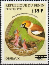 Hawfinch (Cocothraustes cocothraustes) - surcharge