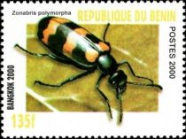 Blister Beetle (Zonabris polymorpha)