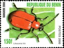 Lily Leaf Beatle (Lilioceris lilii)