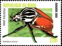 Goliath Beetle (Goliathus druryii)