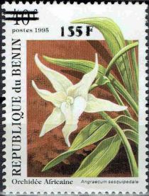 Angraecum sesquipedale