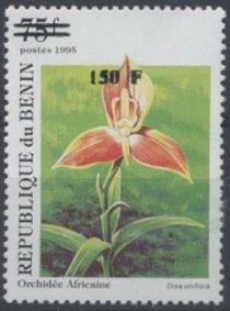 Disa uniflora