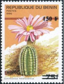 Echinocereus melanocentrus, overprint