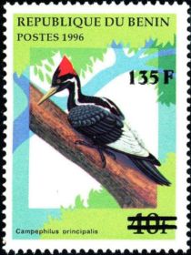 Ivory-billed Woodpecker (Campephilus principalis) -surcharge