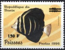 Surgeonfish (Acanthuridus sp.), overprint